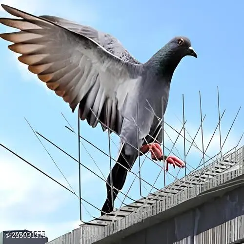 bird spikes for pigeons in vizag-pinaclenetting